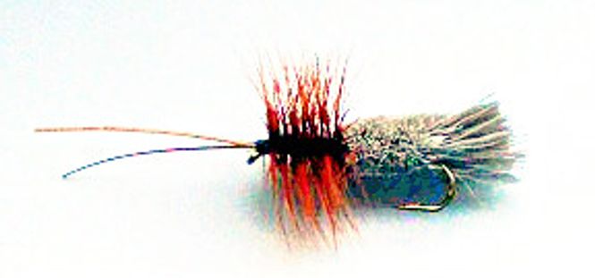 Hovedbilde Goddard Caddis