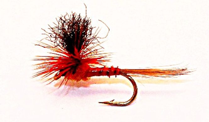 Hovedbilde Aurivilli oransjeflua